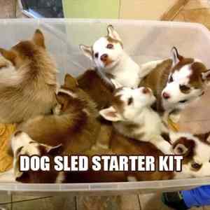 Obrázek 'Dog sled starter'