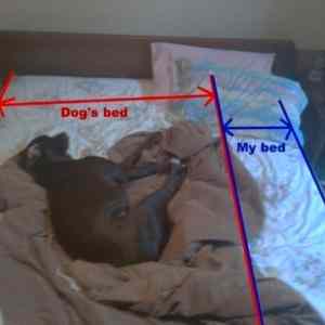 Obrázek 'Dog&nbsp;vs&nbsp;my'