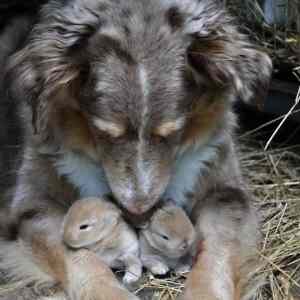 Obrázek 'Dog with bunnies 19-12-2011'