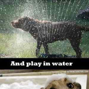 Obrázek 'Doga and water'