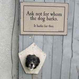 Obrázek 'Dogfail - Ask not for'