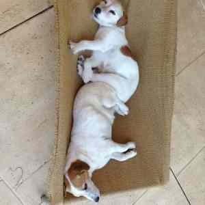 Obrázek 'Doggys&nbsp;'