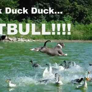 Obrázek 'Duck Duck Duck Pitbull'
