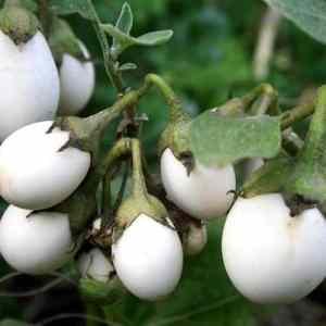 Obrázek 'Eggplants'