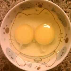 Obrázek 'Eggscat'