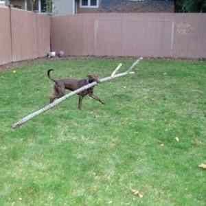 Obrázek 'Epic Game Of Fetch'