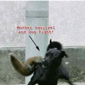 Obrázek 'Epic Squirrel Win'