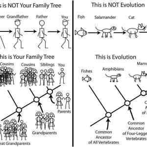 Obrázek 'Evolution '