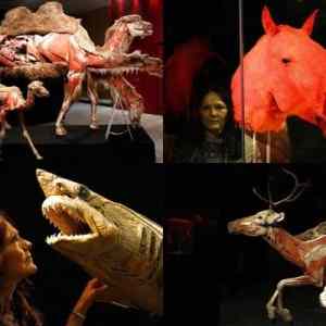 Obrázek 'Exhibition of Interesting Animals in Cologne'