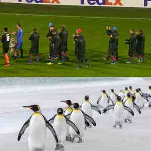 Obrázek 'FC&nbsp;Pinguin&nbsp;Plzen'