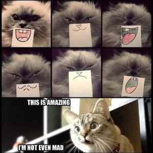 Obrázek 'Facial expression kitty'