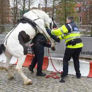 Obrázek 'Fak da police'