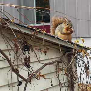 Obrázek 'Fat&nbsp;Squirrel'