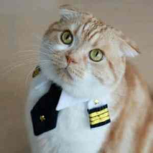 Obrázek 'FirstOfficer.Kitty'