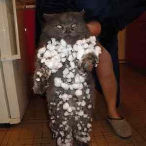 Obrázek 'FirstSnow790'