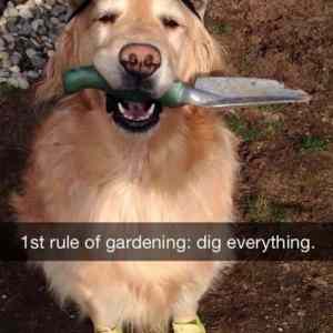 Obrázek 'First Rule Of Gardening'