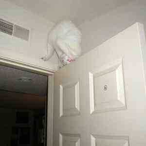 Obrázek 'Flexibilcat'