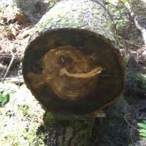 Obrázek 'Forever a wood'