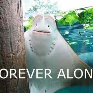Obrázek 'Forever alone 110611'