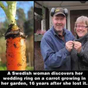 Obrázek 'Found Her Wedding Ring'