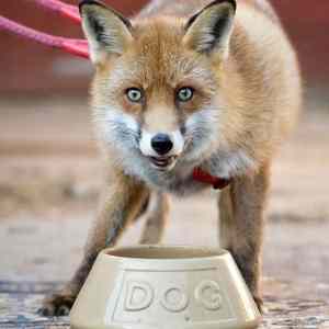 Obrázek 'Fox - Dog'