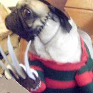 Obrázek 'Freddy&nbsp;Krueger'