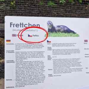 Obrázek 'Frettchen je fetka'