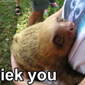 Obrázek 'Friendly Sloth'