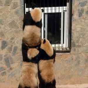 Obrázek 'Friends lvl pandas'