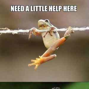 Obrázek 'Frog trouble 17-01-2012'