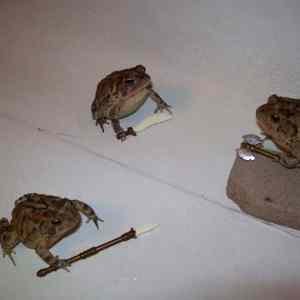 Obrázek 'Frog war 02-03-2012'