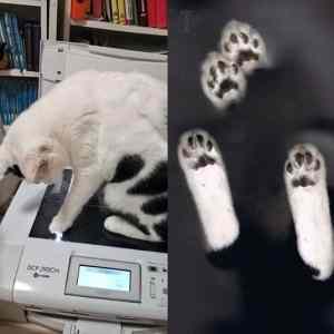 Obrázek 'Funny-cat-scan&nbsp;&nbsp;'