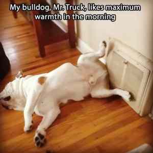 Obrázek 'Funny-dog-air-vent-lying'