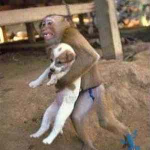 Obrázek 'Funny dogs02'