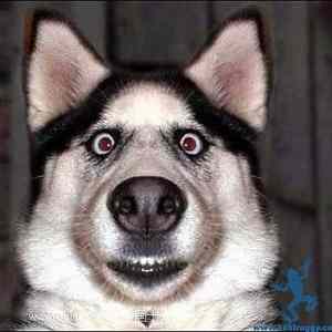 Obrázek 'Funny dogs04'
