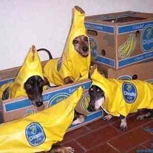 Obrázek 'Funny dogs05'