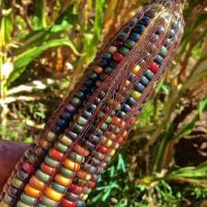Obrázek 'GMO corn'