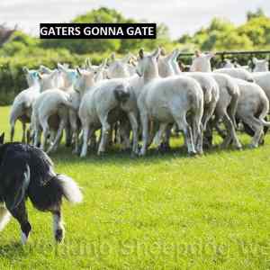 Obrázek 'Gaters gonna gate'