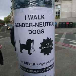 Obrázek 'Gender Neutral Dogs'