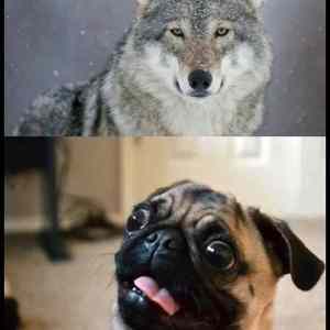 Obrázek 'Genetics5465'