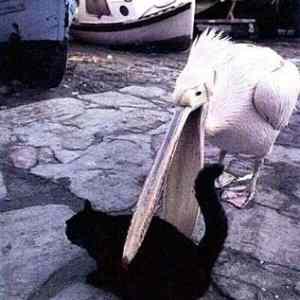 Obrázek 'Get&nbsp;In&nbsp;My&nbsp;Belly'