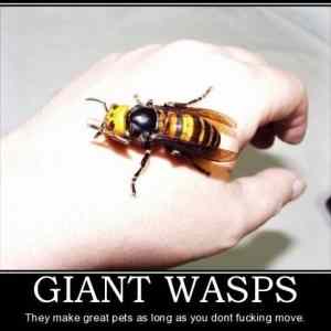 Obrázek 'Giant Wasps'