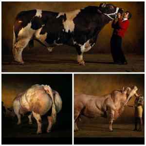Obrázek 'Gigantic Belgian Monster Cows'