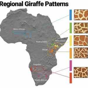 Obrázek 'Giraffe-patterns-based-on-regions'