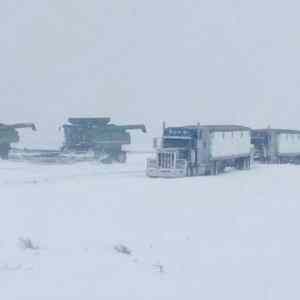 Obrázek 'Global Warming Update - Harvesting wheat in North Dakota'