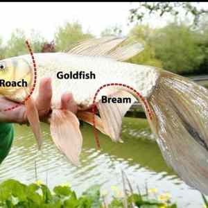 Obrázek 'Goldfish - 29-05-2012'