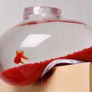 Obrázek 'Goldfish Bowl Ever'