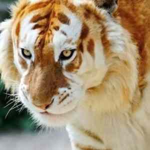 Obrázek 'Gorgeous-golden-tigers'