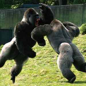 Obrázek 'Gorilie sumo'