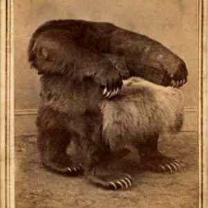 Obrázek 'Grizzly Chair'